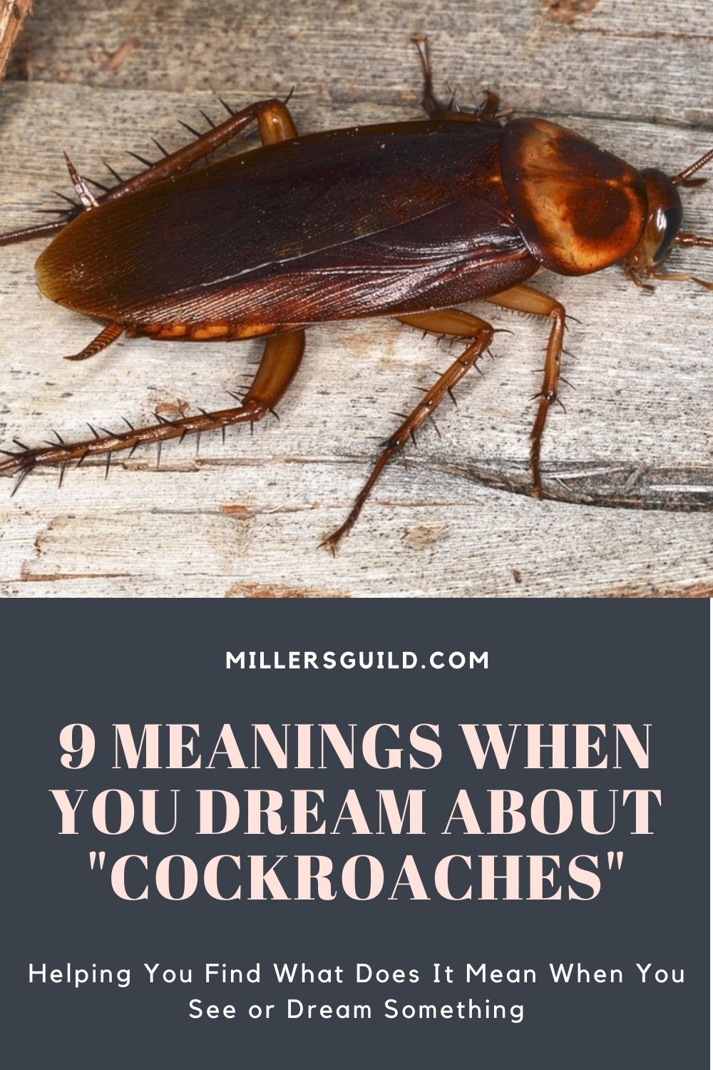 9 Meanings When You Dream About Cockroaches 2