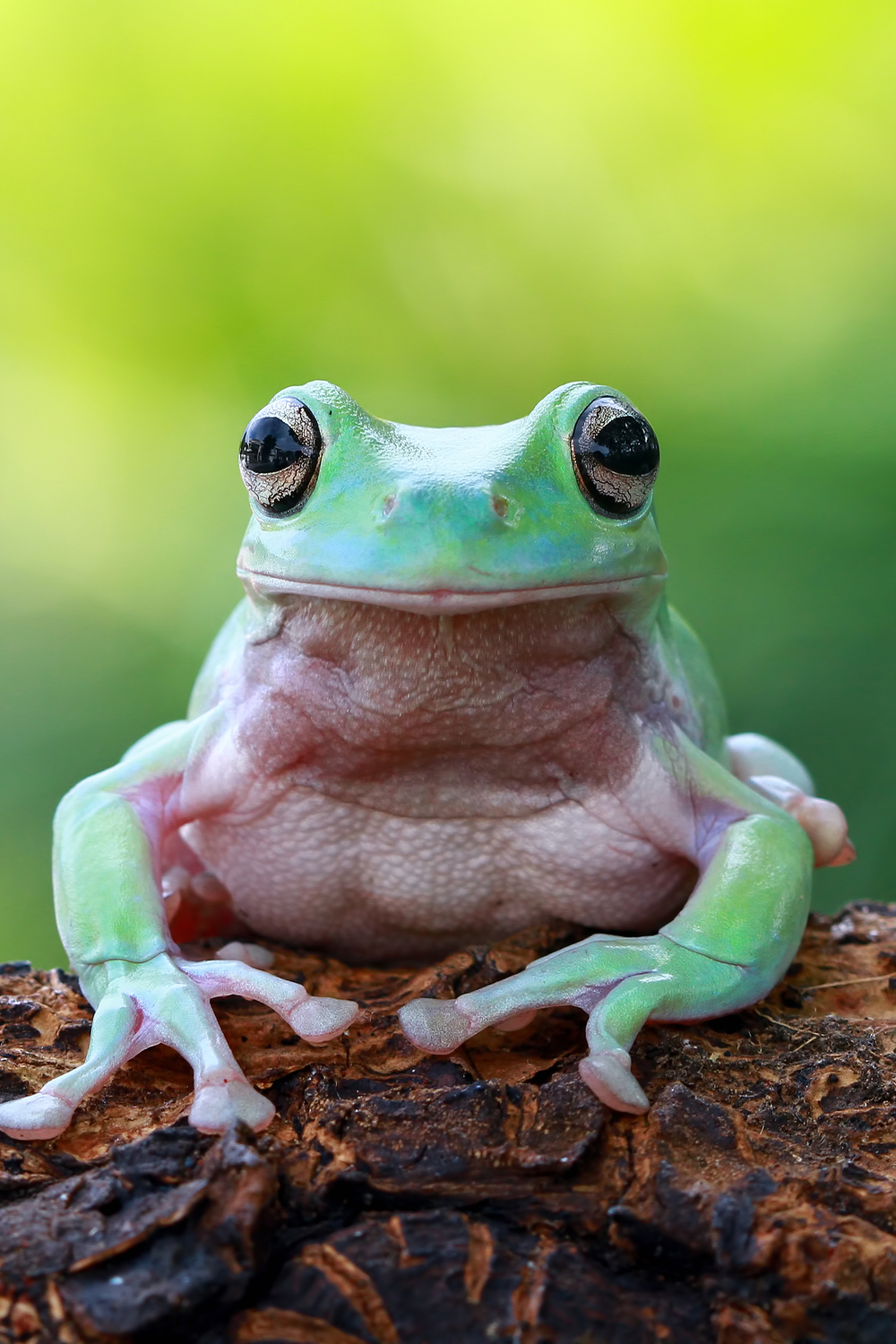 A Talking Frog