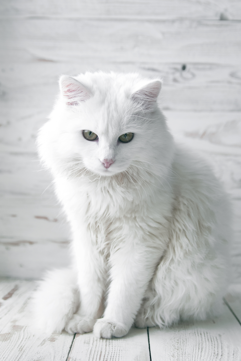 A White Cat