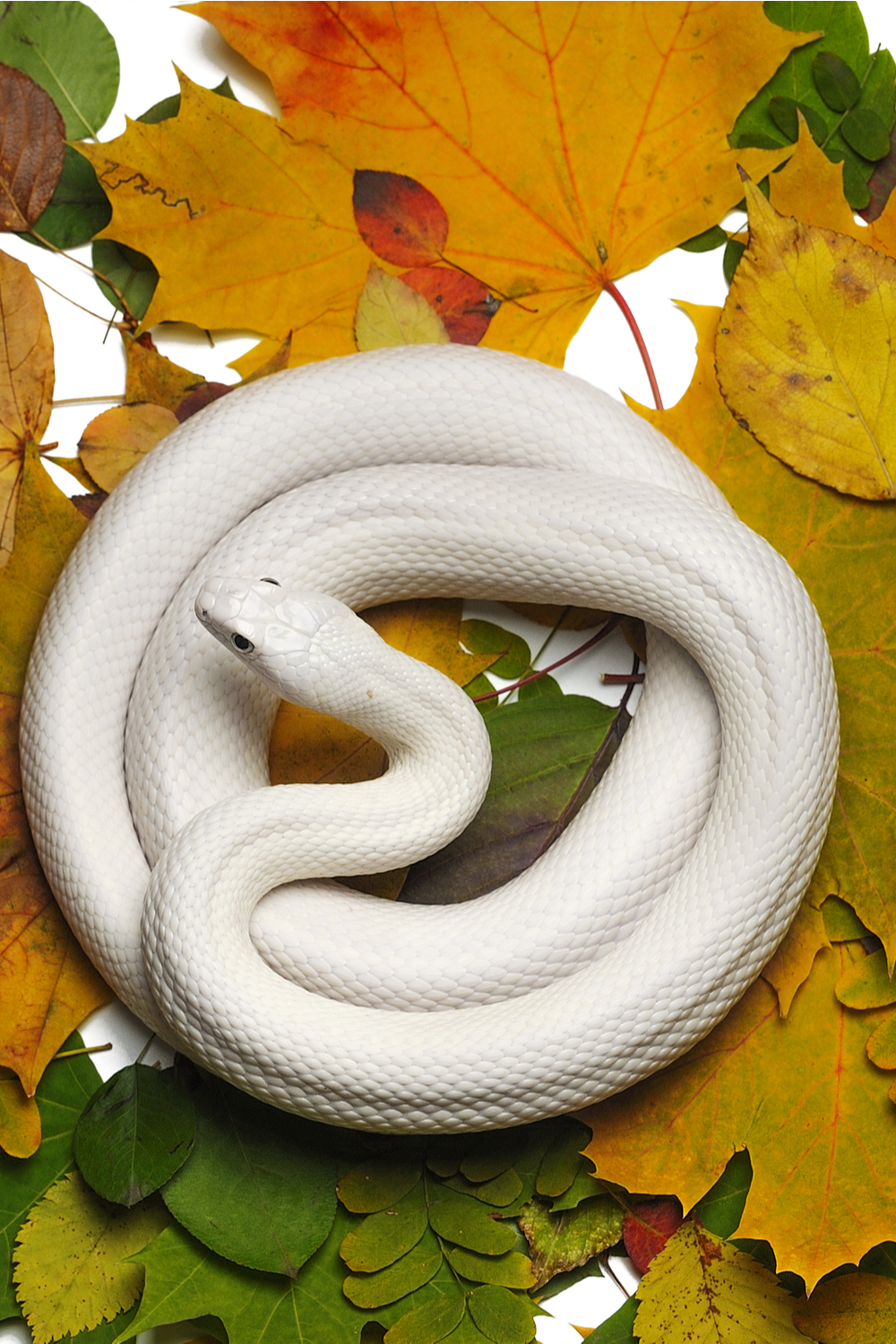 A White Snake