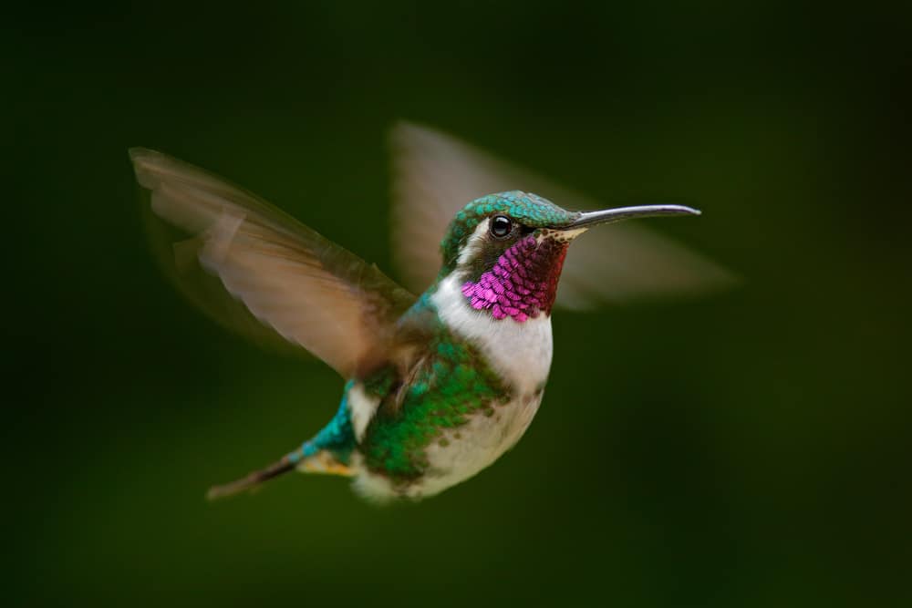 hummingbird in dream