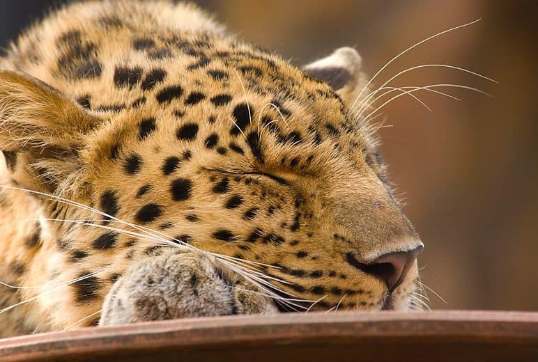 leopard in dream