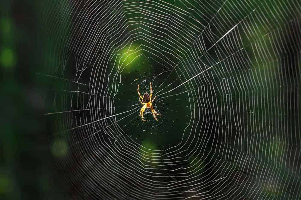 spider dream meaning