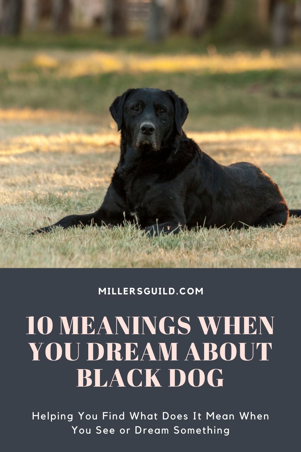 10 Meanings When You Dream about Black Dog