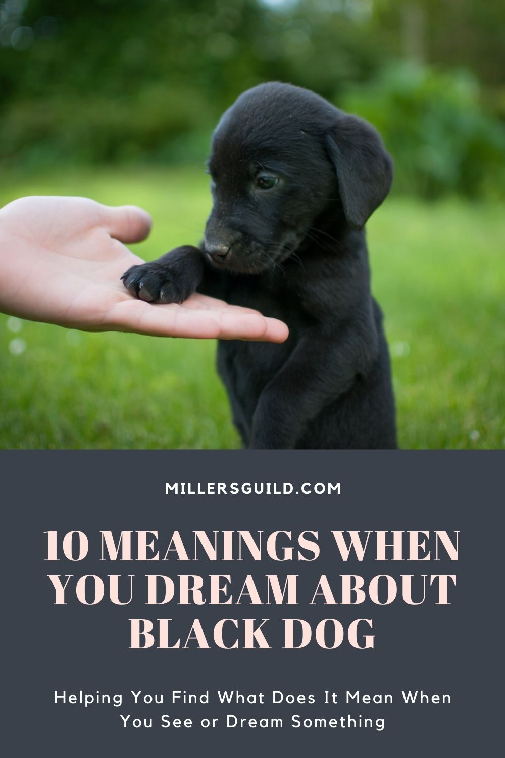 10 Meanings When You Dream about Black Dog