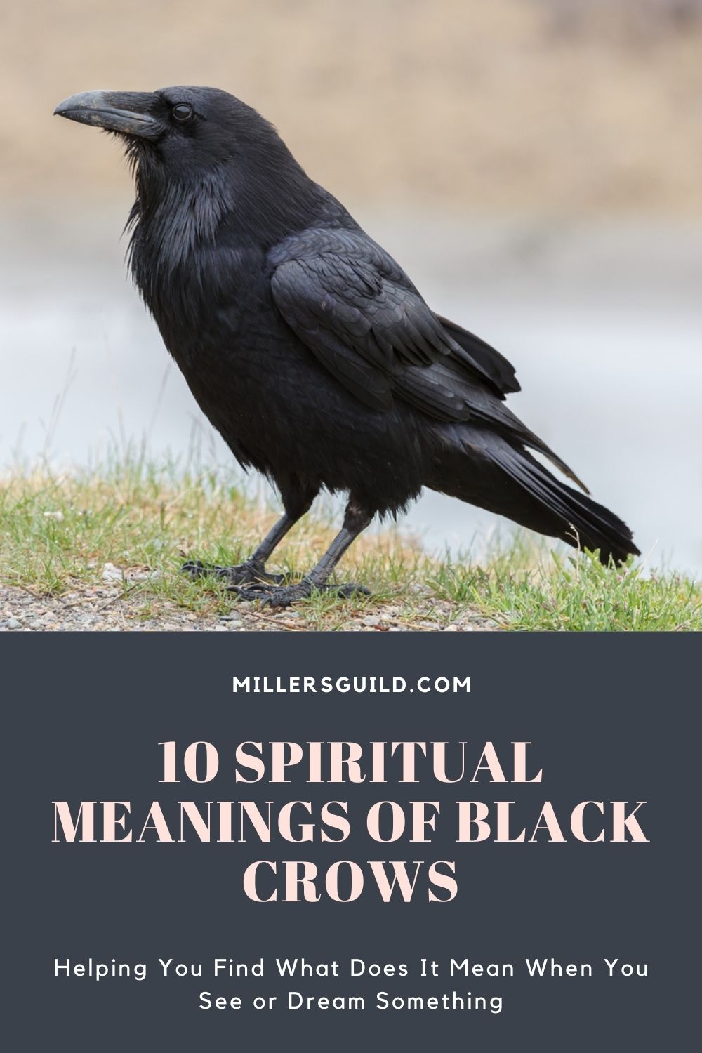 10 Spiritual Meanings of Black Crows 1