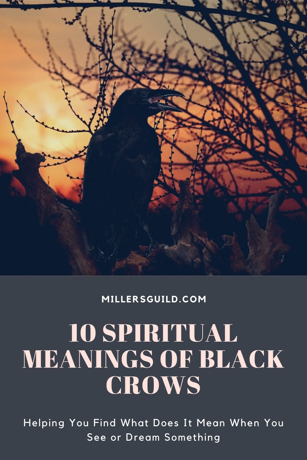 10 Spiritual Meanings of Black Crows 2