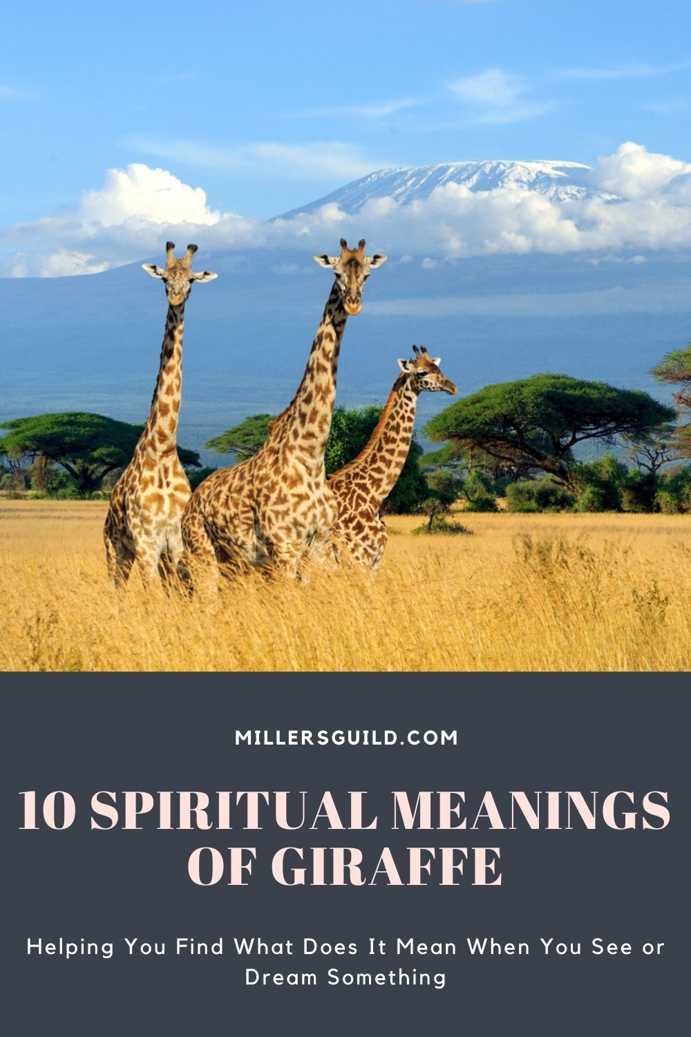 10 Spiritual Meanings of Giraffe 1