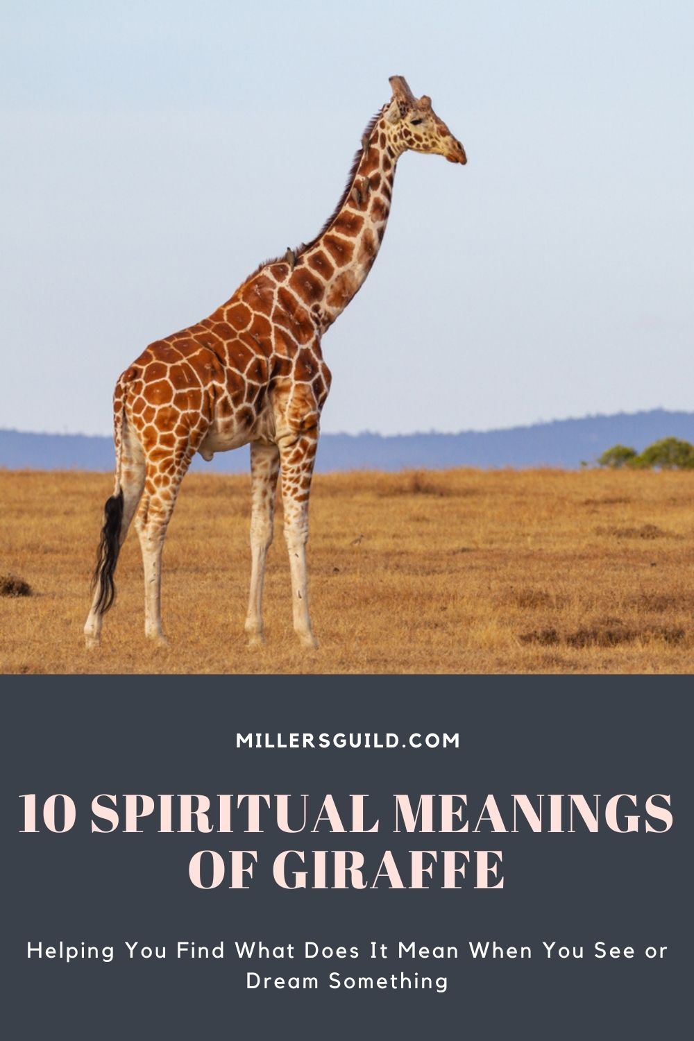 10 Spiritual Meanings of Giraffe 2
