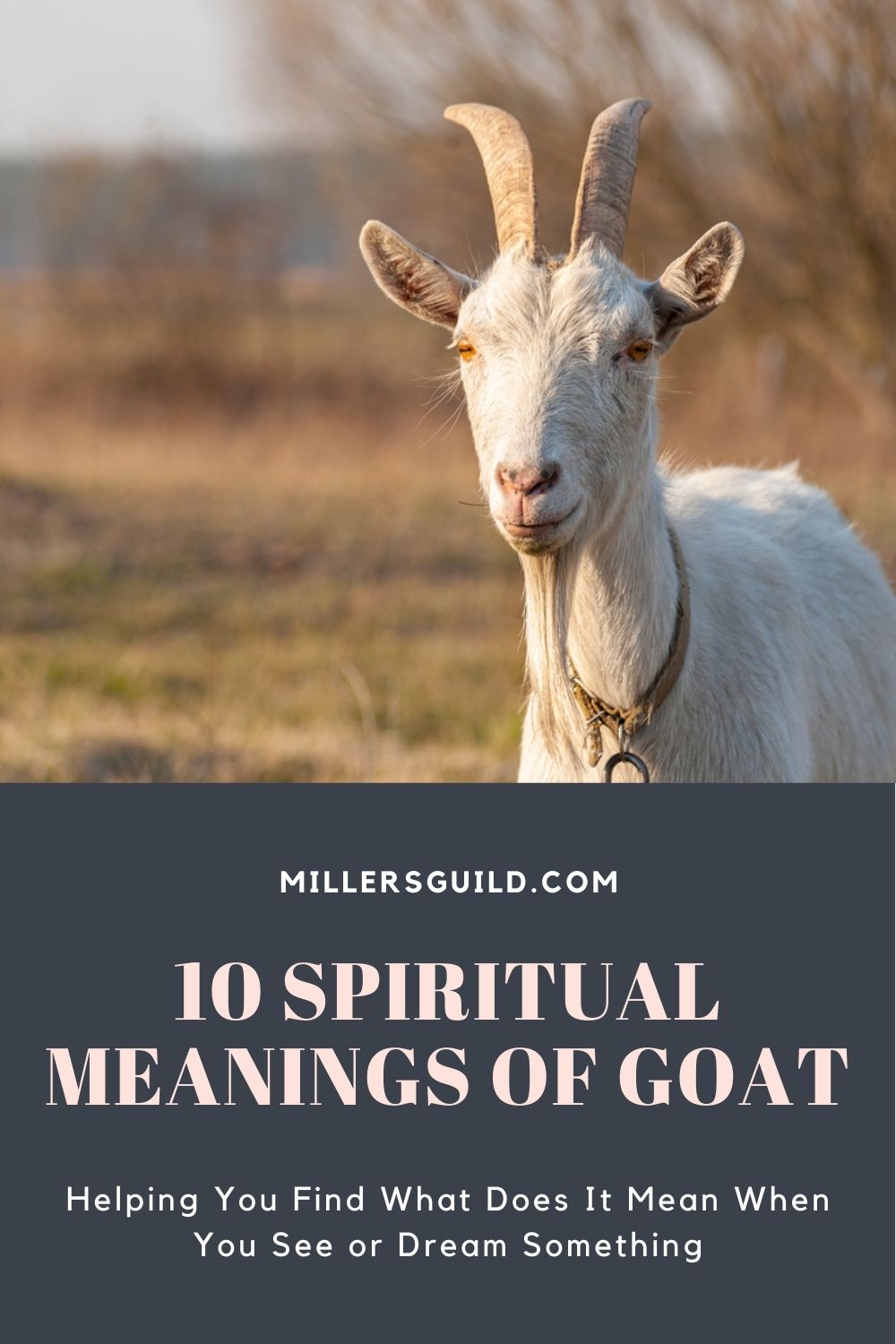 10 Spiritual Meanings of Goat 1