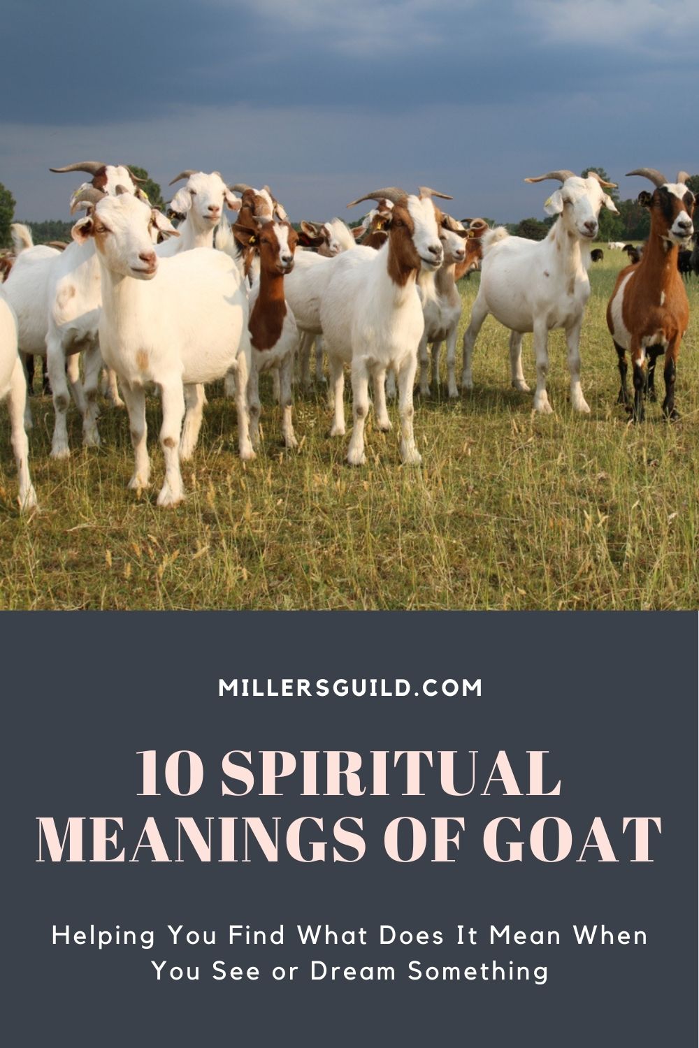 10 Spiritual Meanings of Goat 2