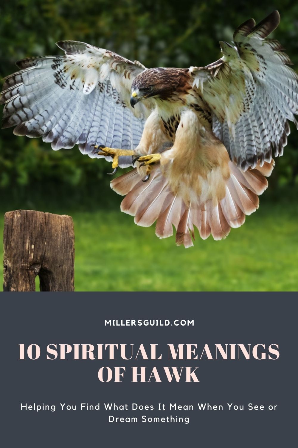 10 Spiritual Meanings of Hawk 1