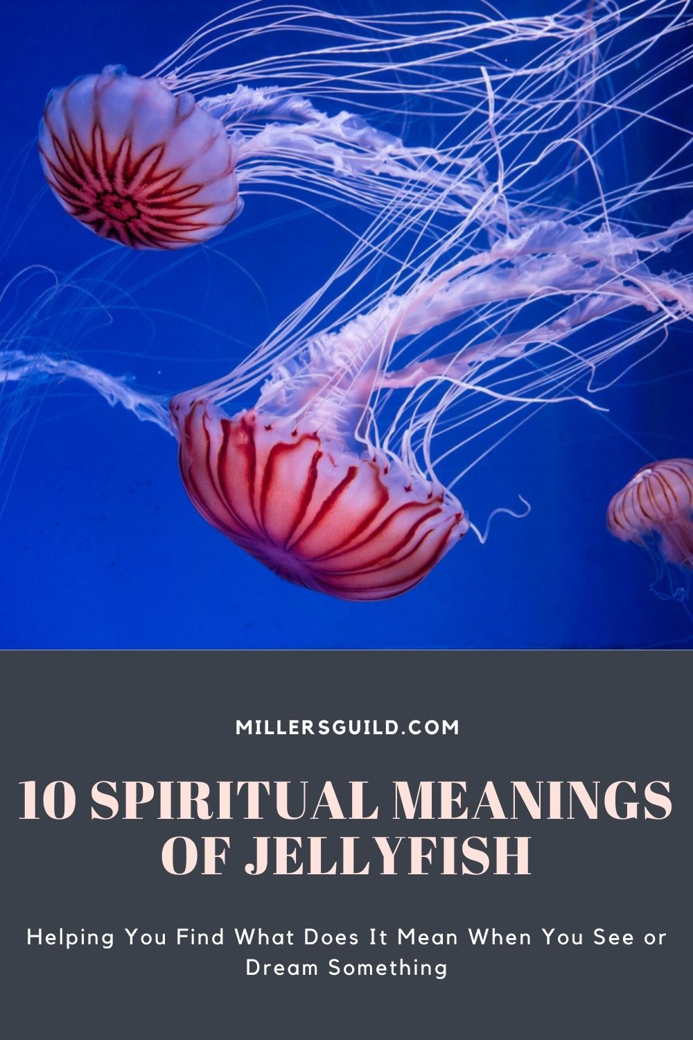 10 Spiritual Meanings of Jellyfish 2