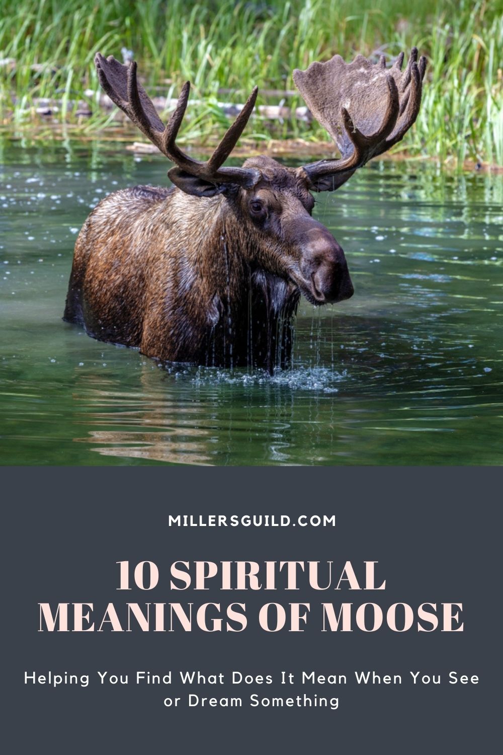 10 Spiritual Meanings of Moose 1