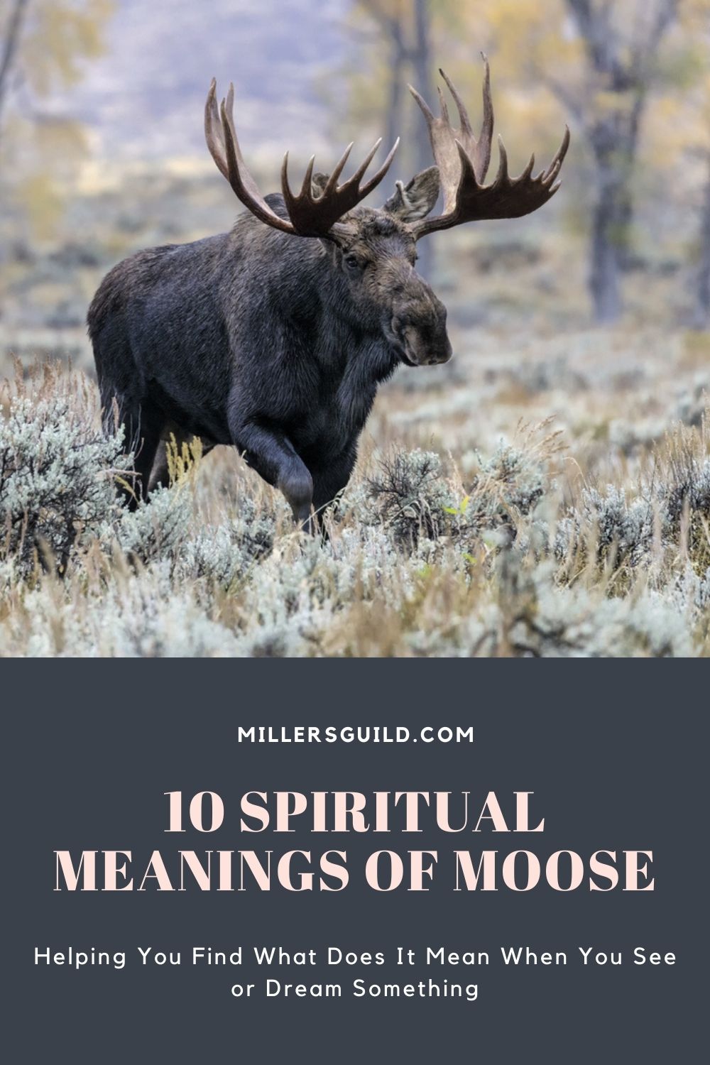 10 Spiritual Meanings of Moose 2