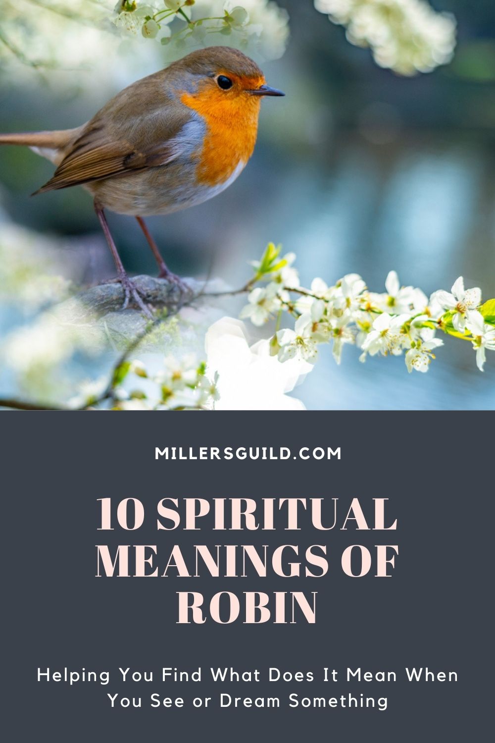10 Spiritual Meanings of Robin 1