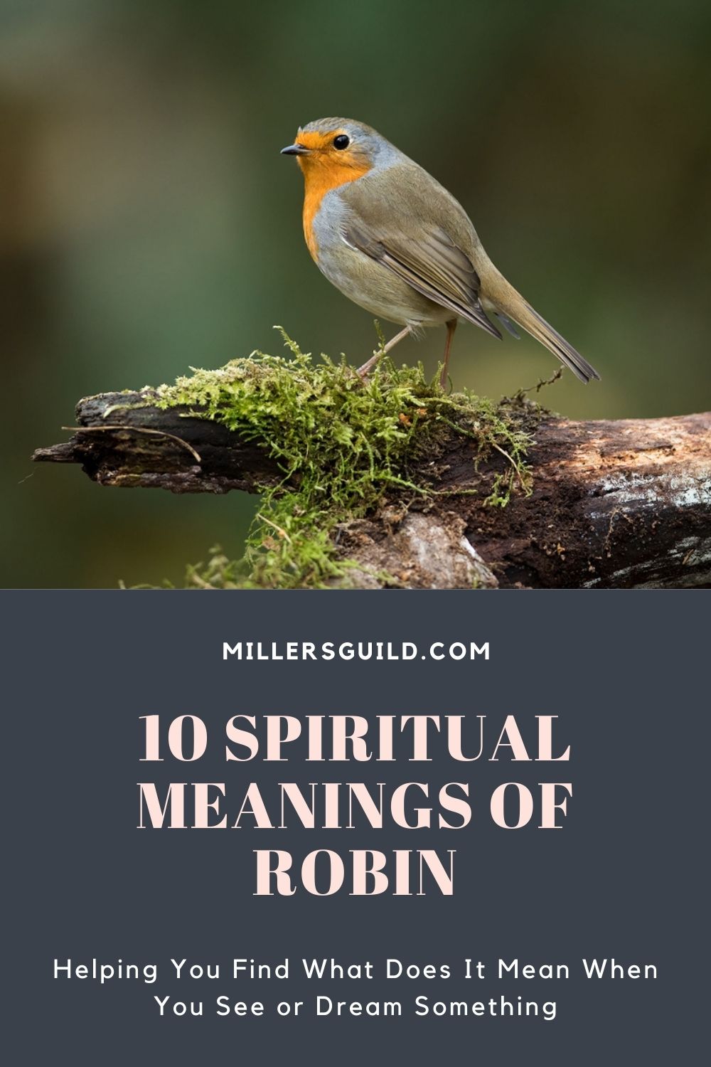 10 Spiritual Meanings of Robin 2