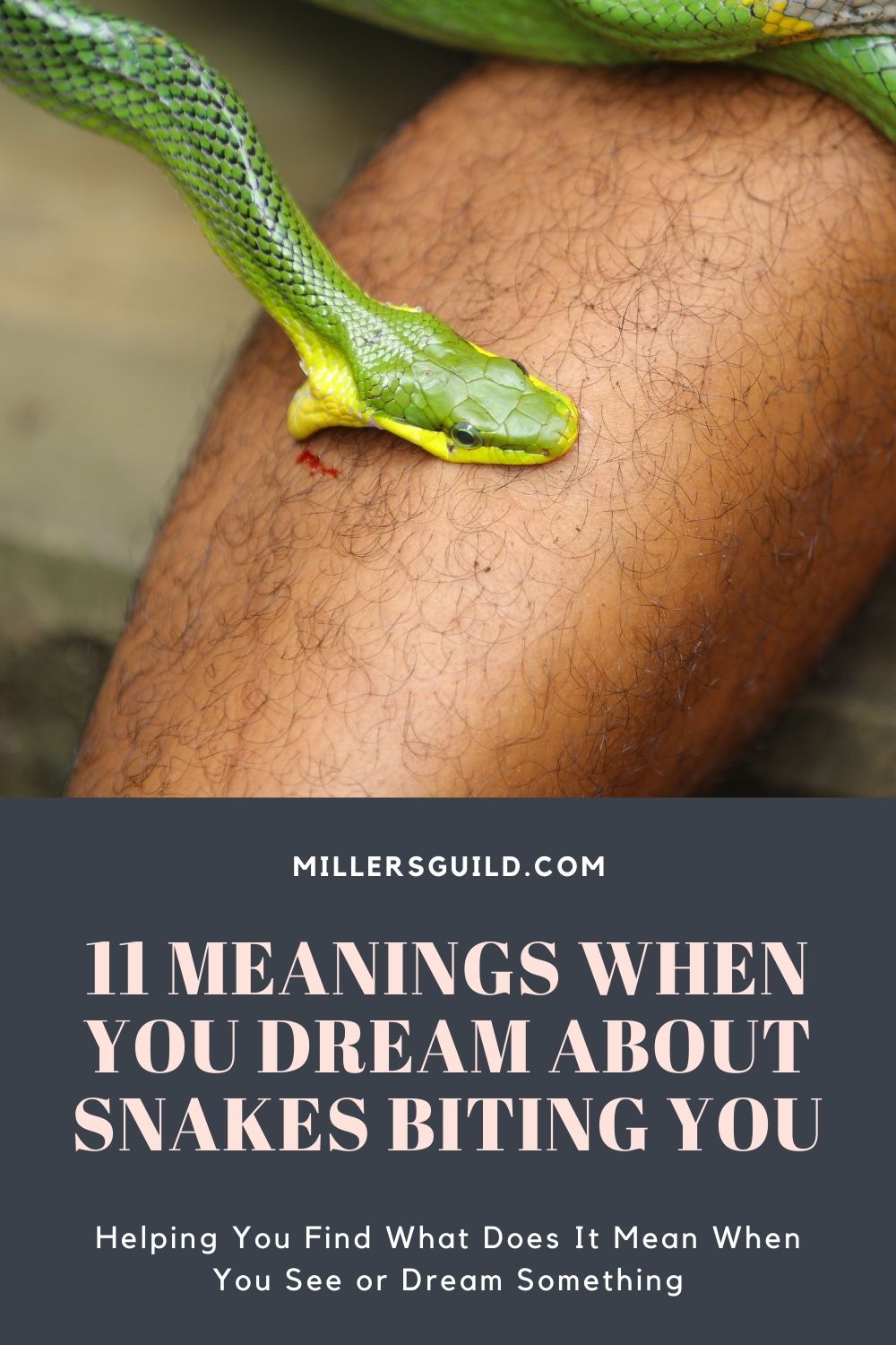 11 Meanings When You Dream About Snakes Biting You 1