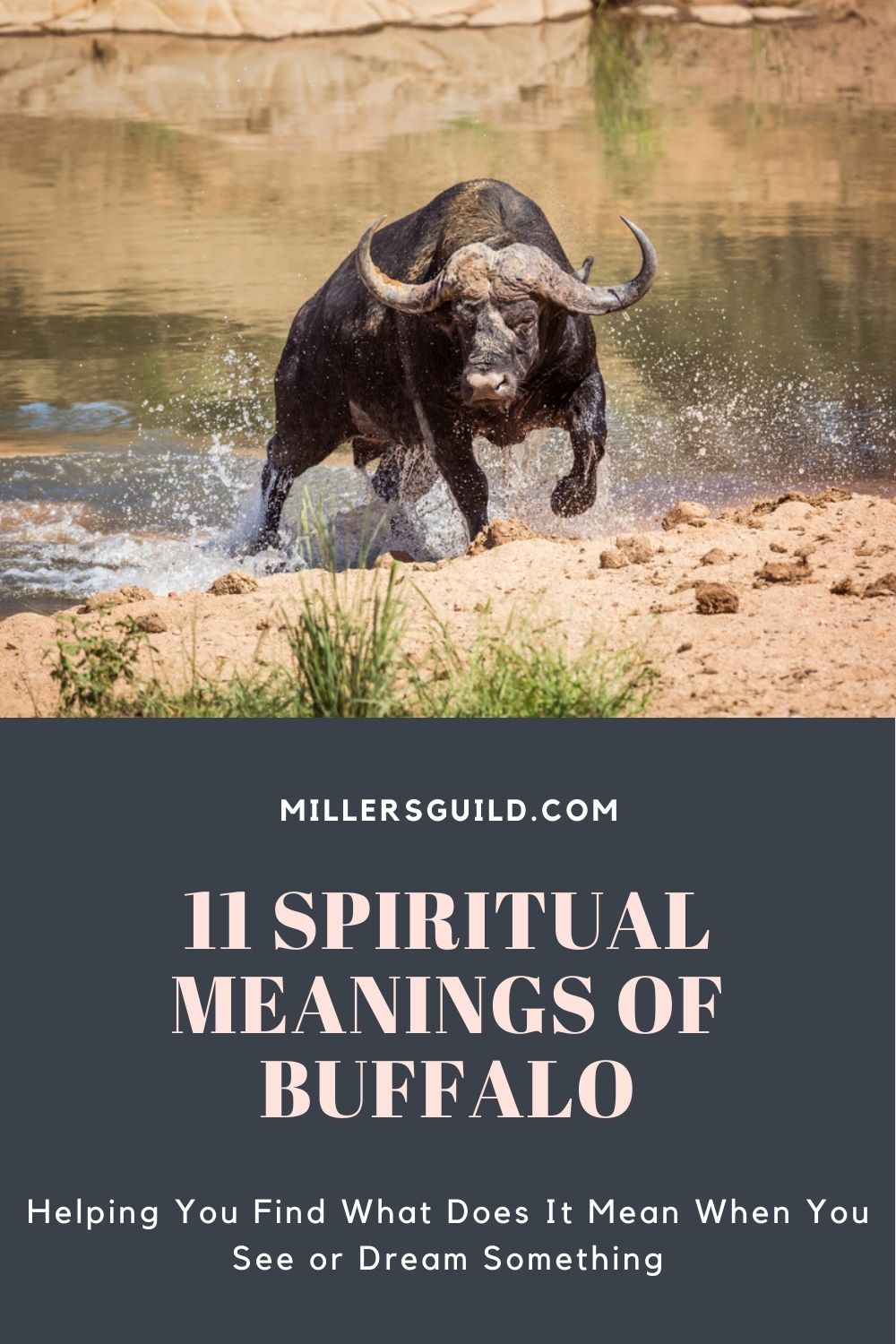 11 Spiritual Meanings of Buffalo 1