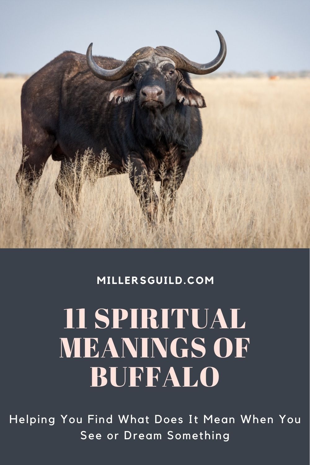 11 Spiritual Meanings of Buffalo 2
