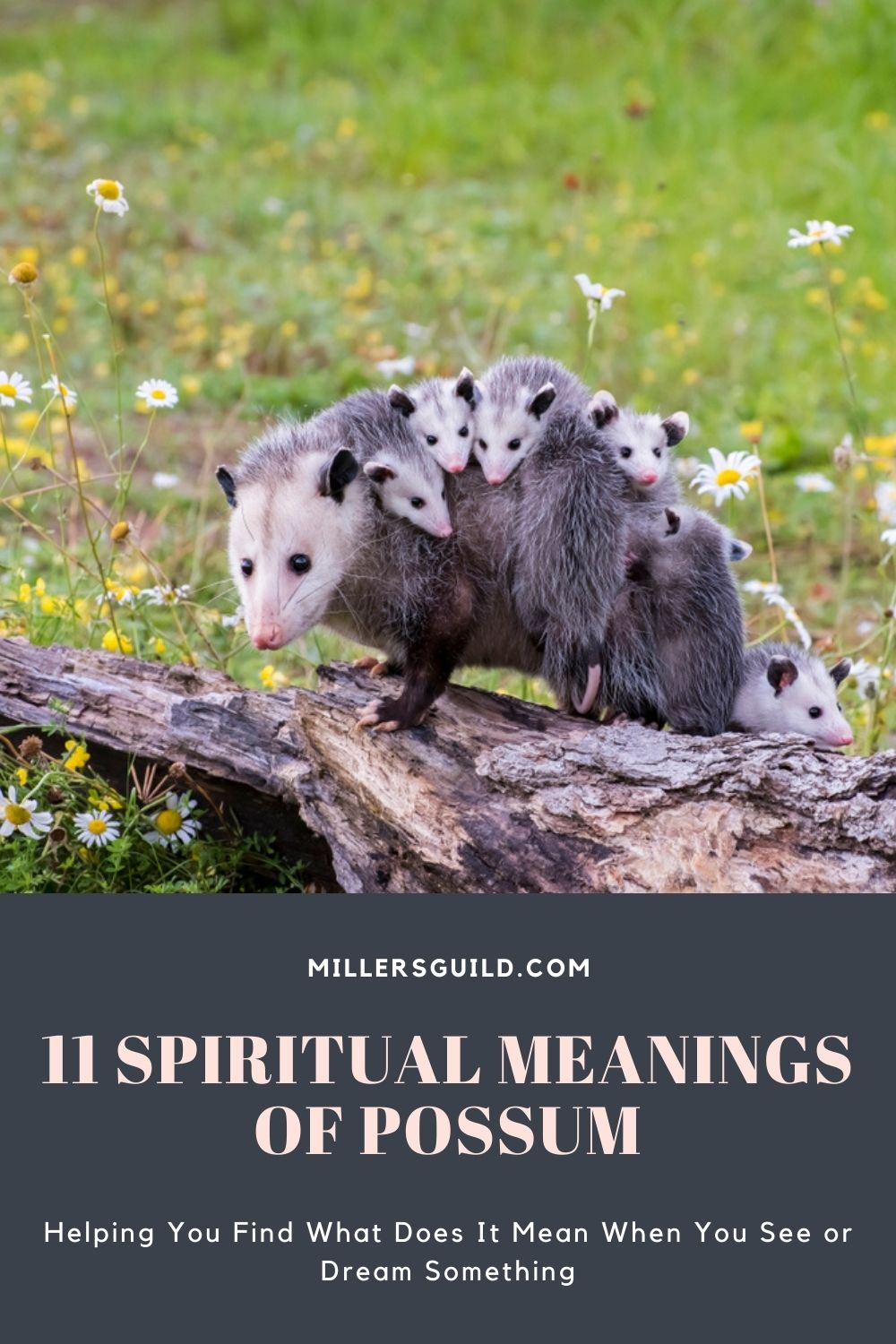 11 Spiritual Meanings of Possum 1