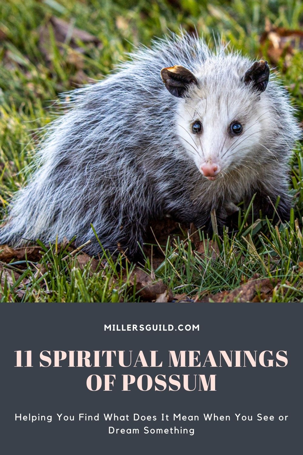 11 Spiritual Meanings of Possum 2