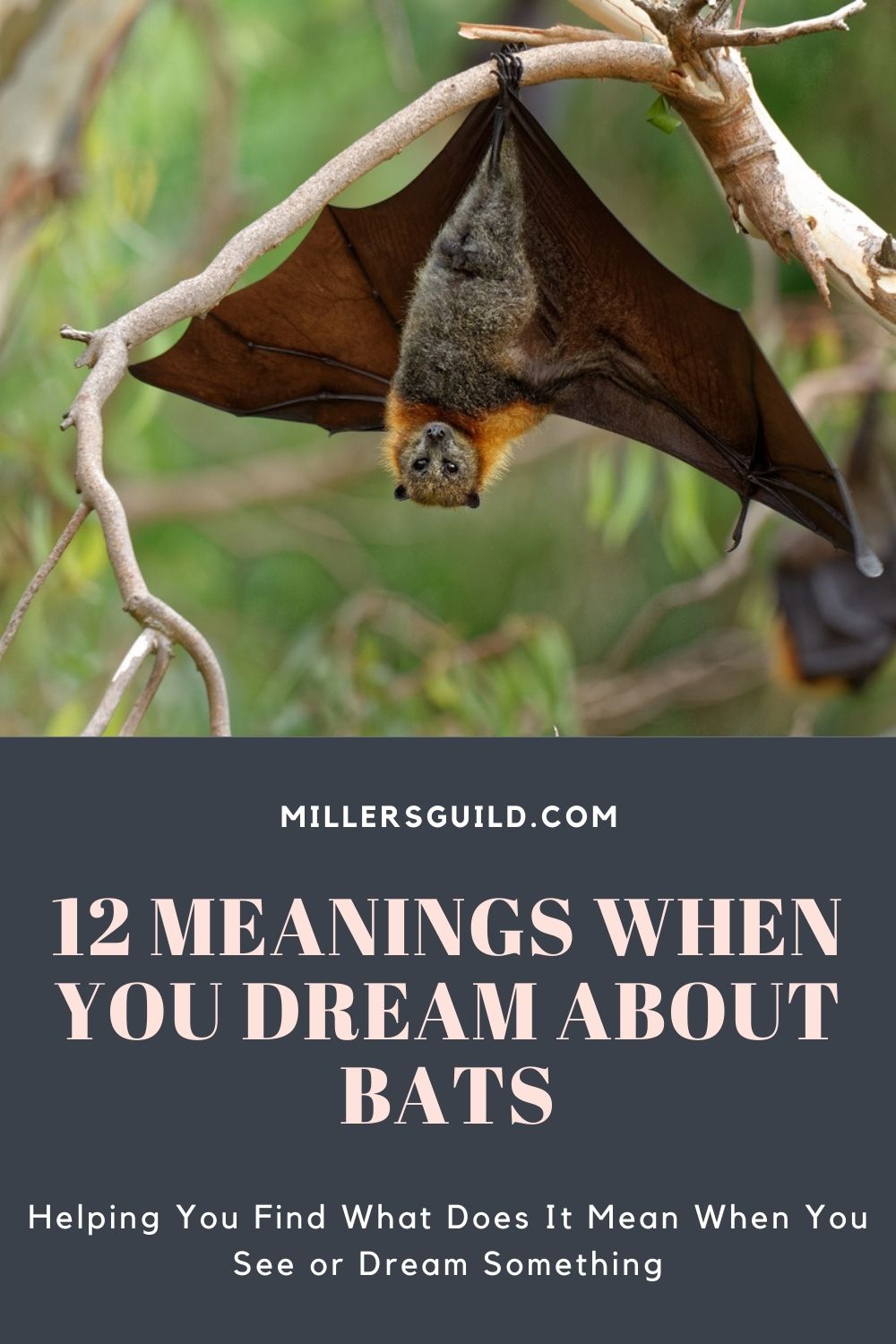 12 Meanings When You Dream About Bats 2