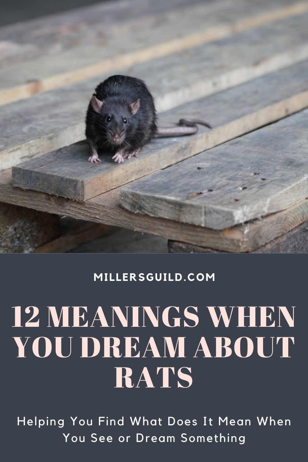 12 Meanings When You Dream About Rats 1