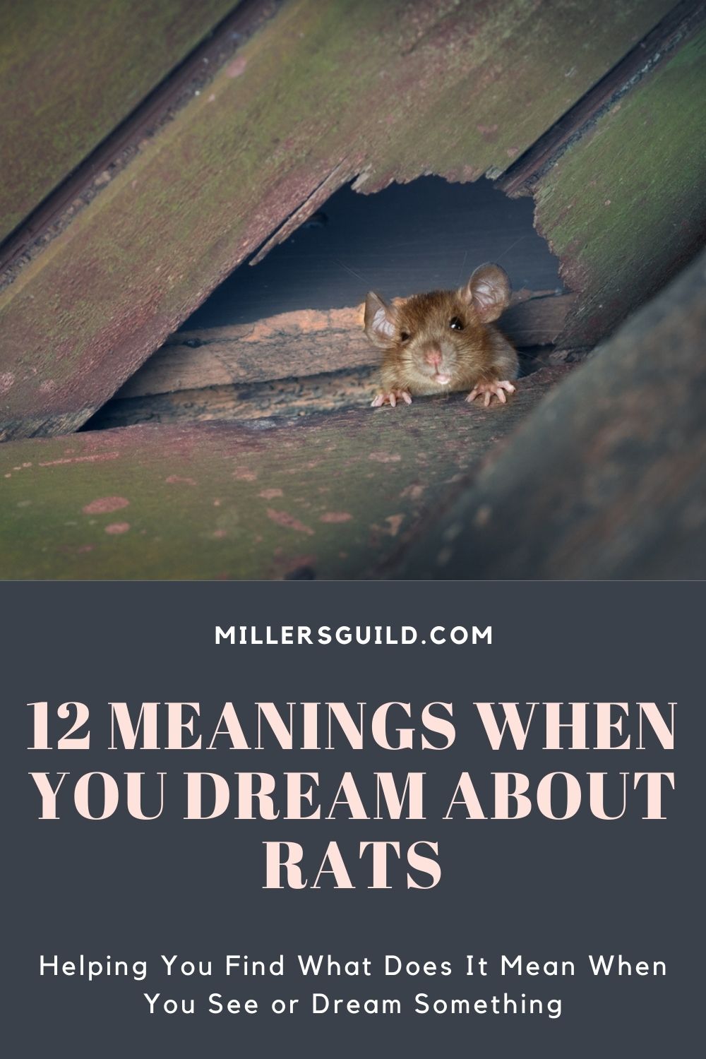 12 Meanings When You Dream About Rats