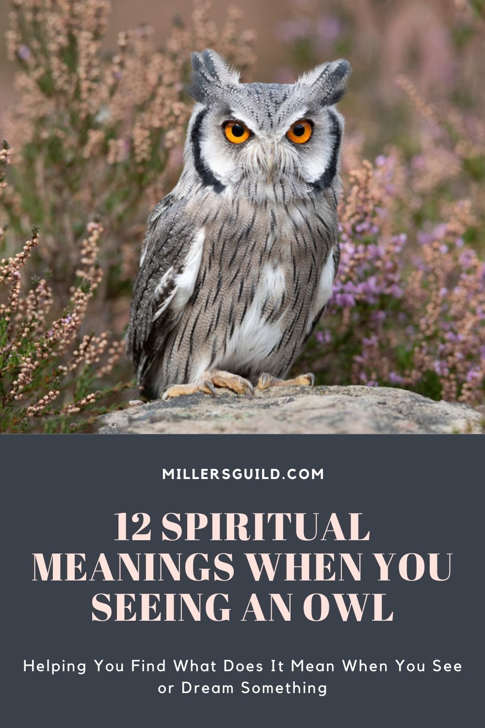 12 Spiritual Meanings When You Seeing an Owl 1