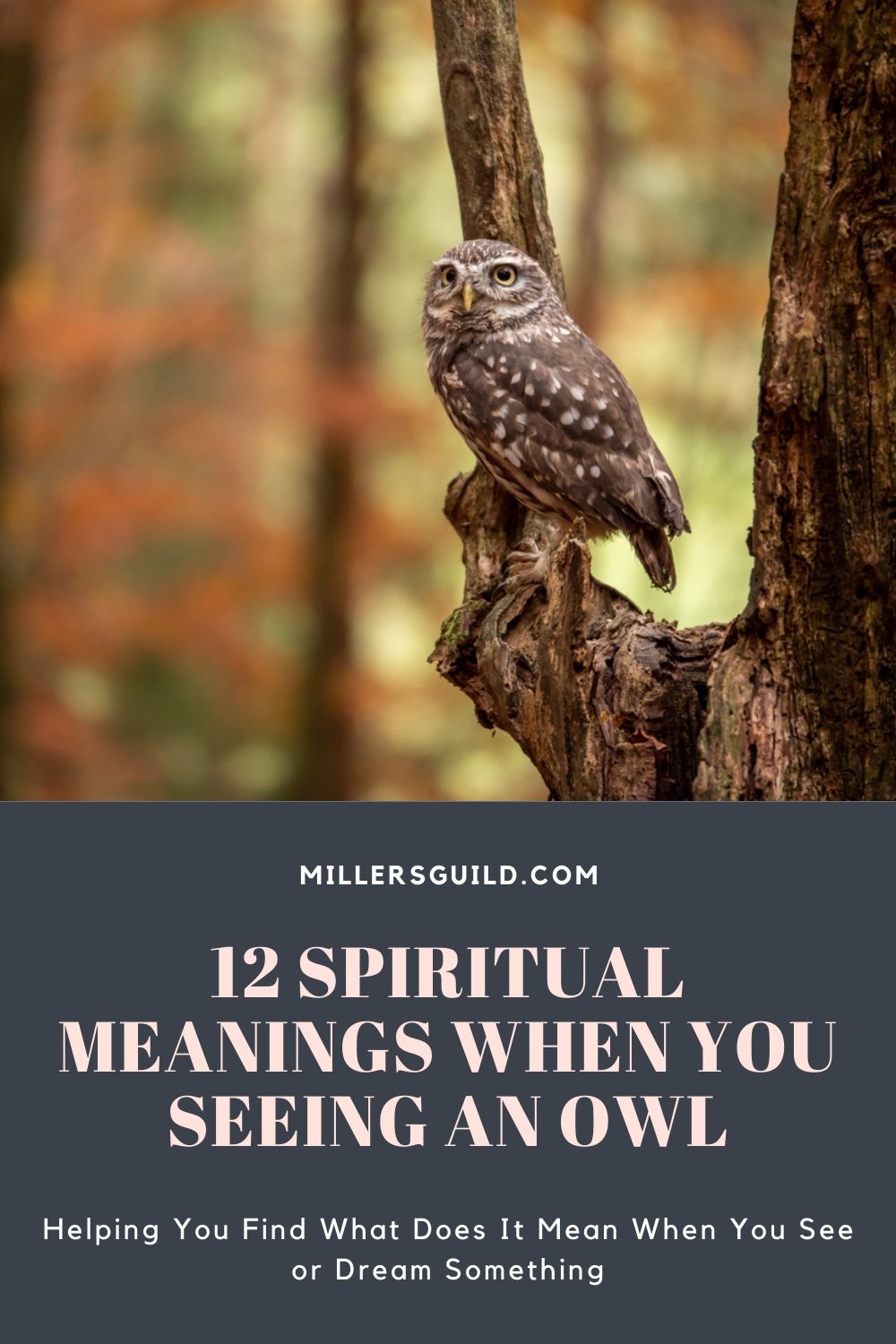 12 Spiritual Meanings When You Seeing an Owl