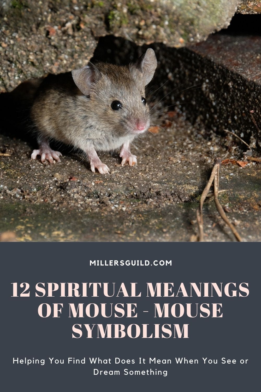 12 Spiritual Meanings of Mouse - Mouse Symbolism 1