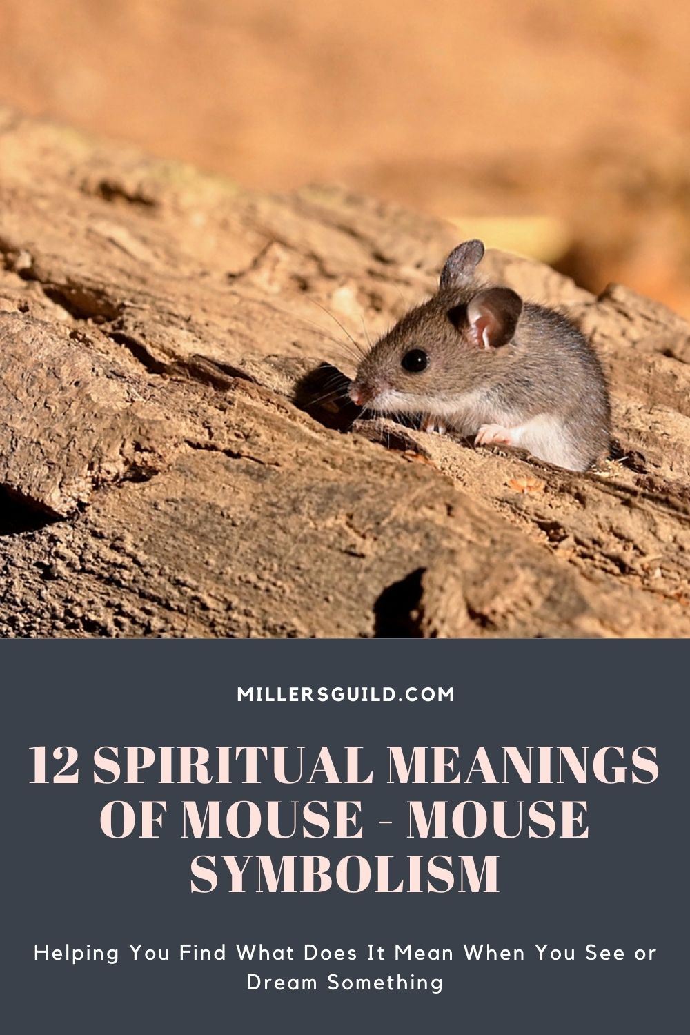12 Spiritual Meanings of Mouse - Mouse Symbolism 2