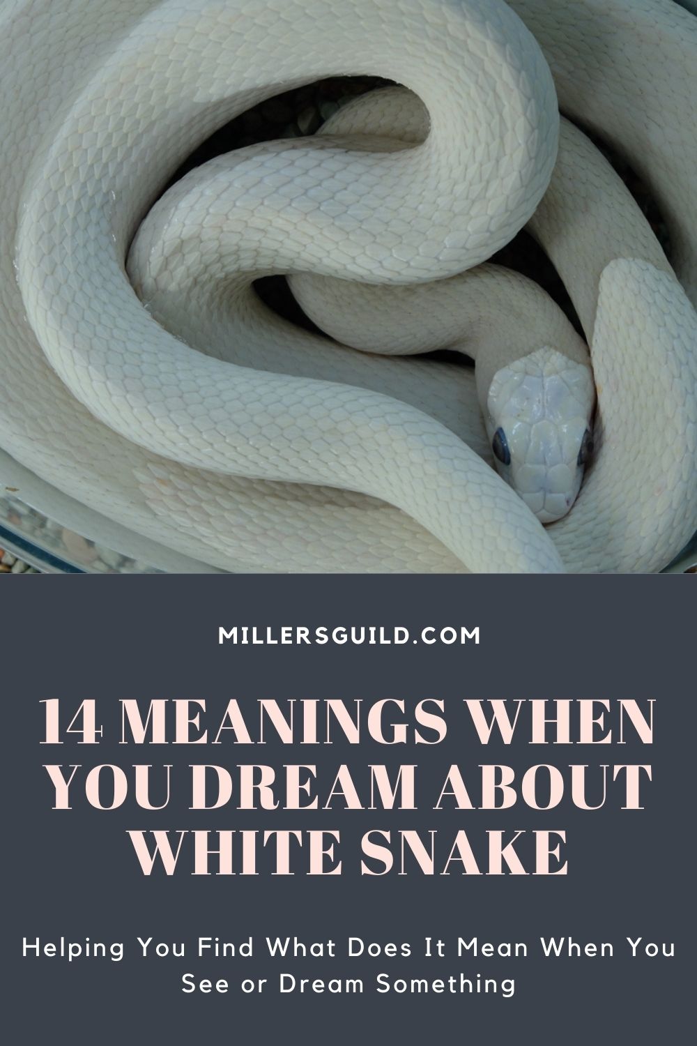 14 Meanings When You Dream About White Snake 1
