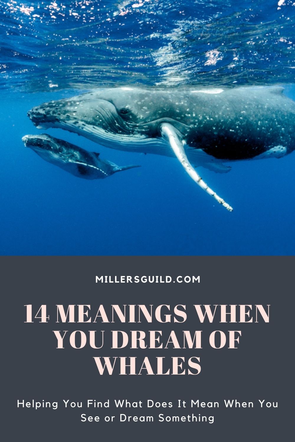 14 Meanings When You Dream of Whales 1