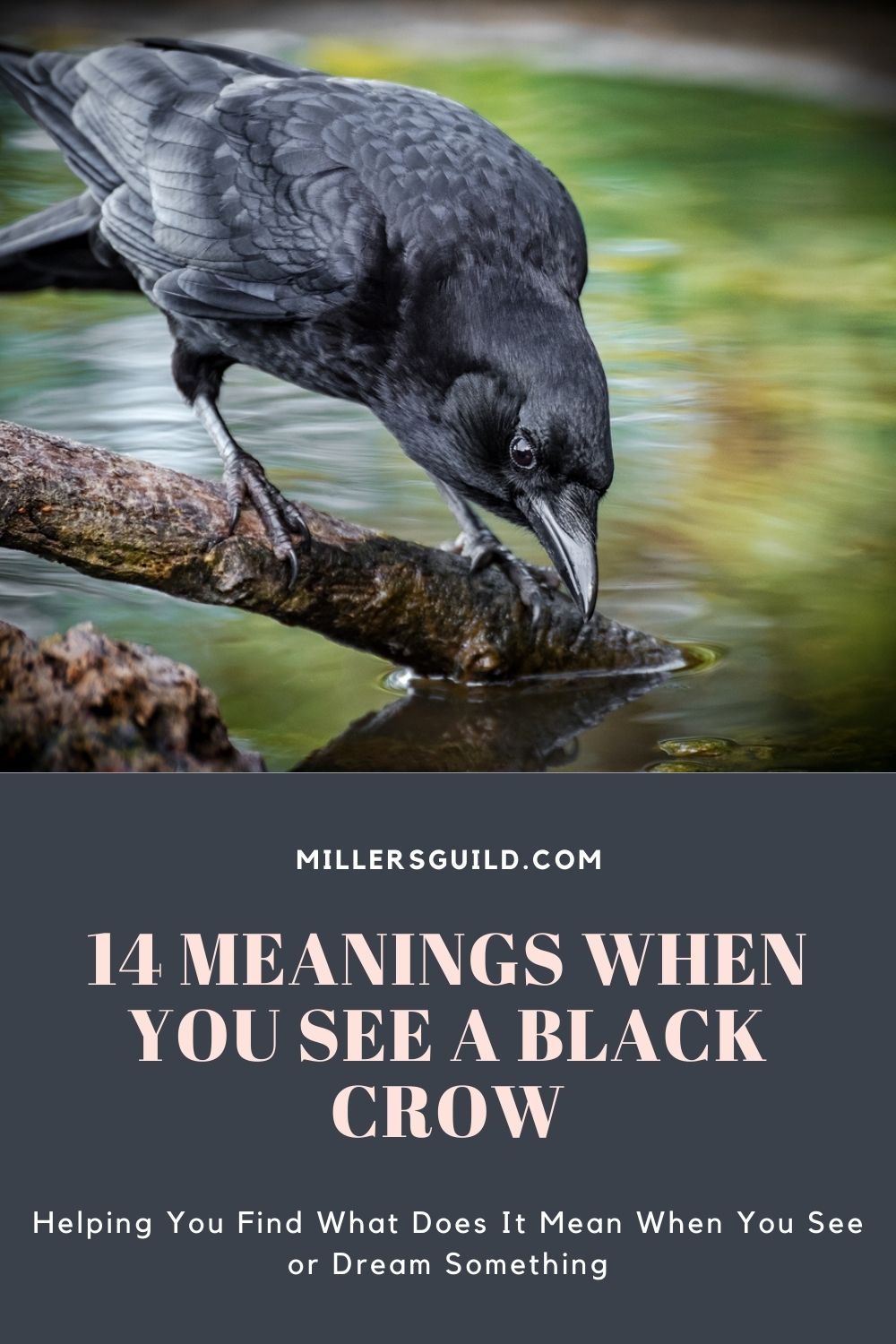 14 Meanings When You See a Black Crow 1