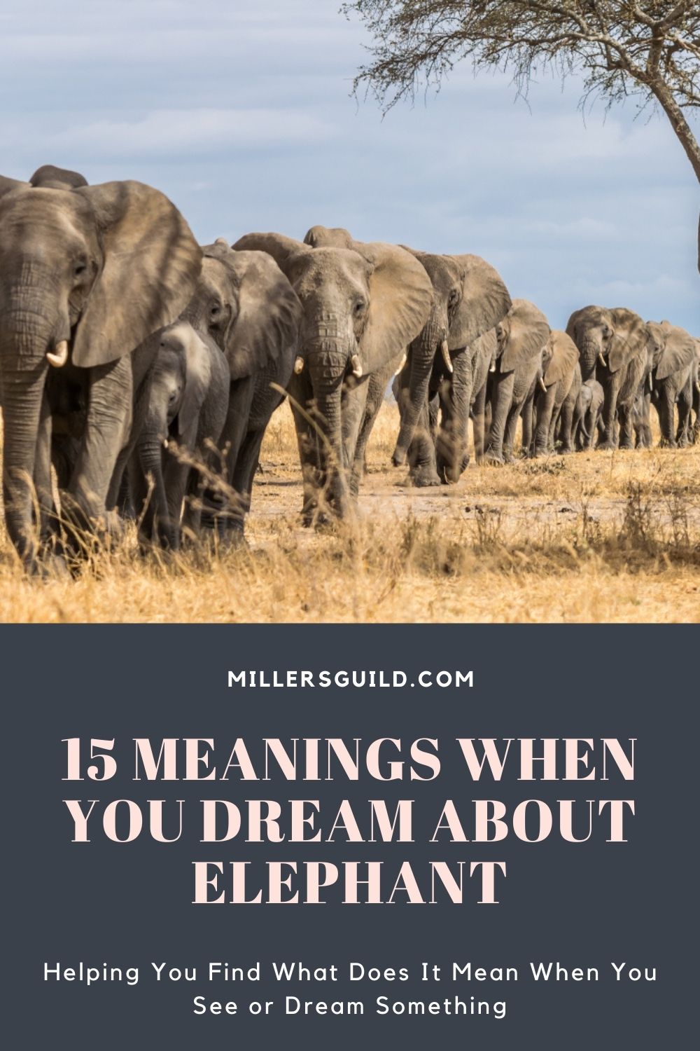 15 Meanings When You Dream About Elephant 1