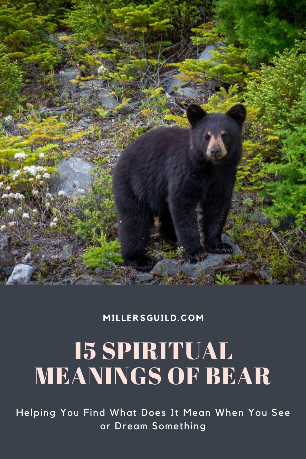 15 Spiritual Meanings of Bear 1
