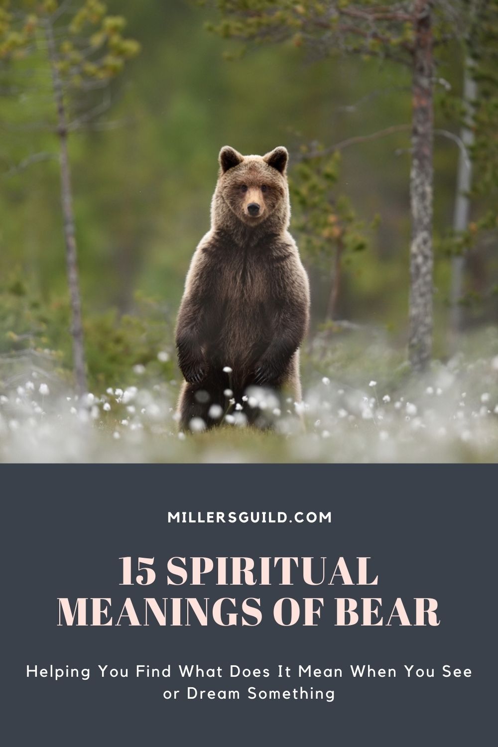 15 Spiritual Meanings of Bear 2