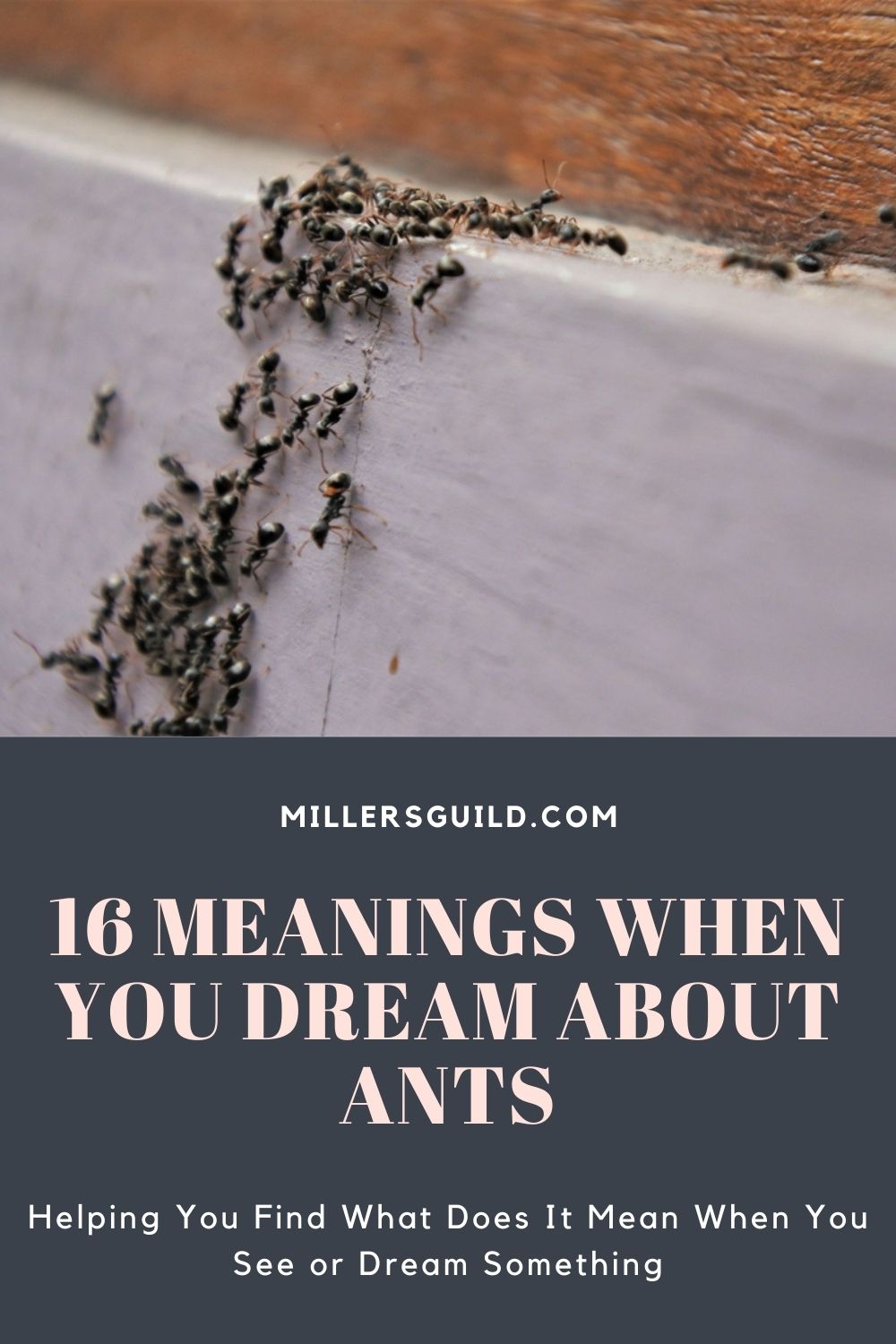 16 Meanings When You Dream About Ants 2
