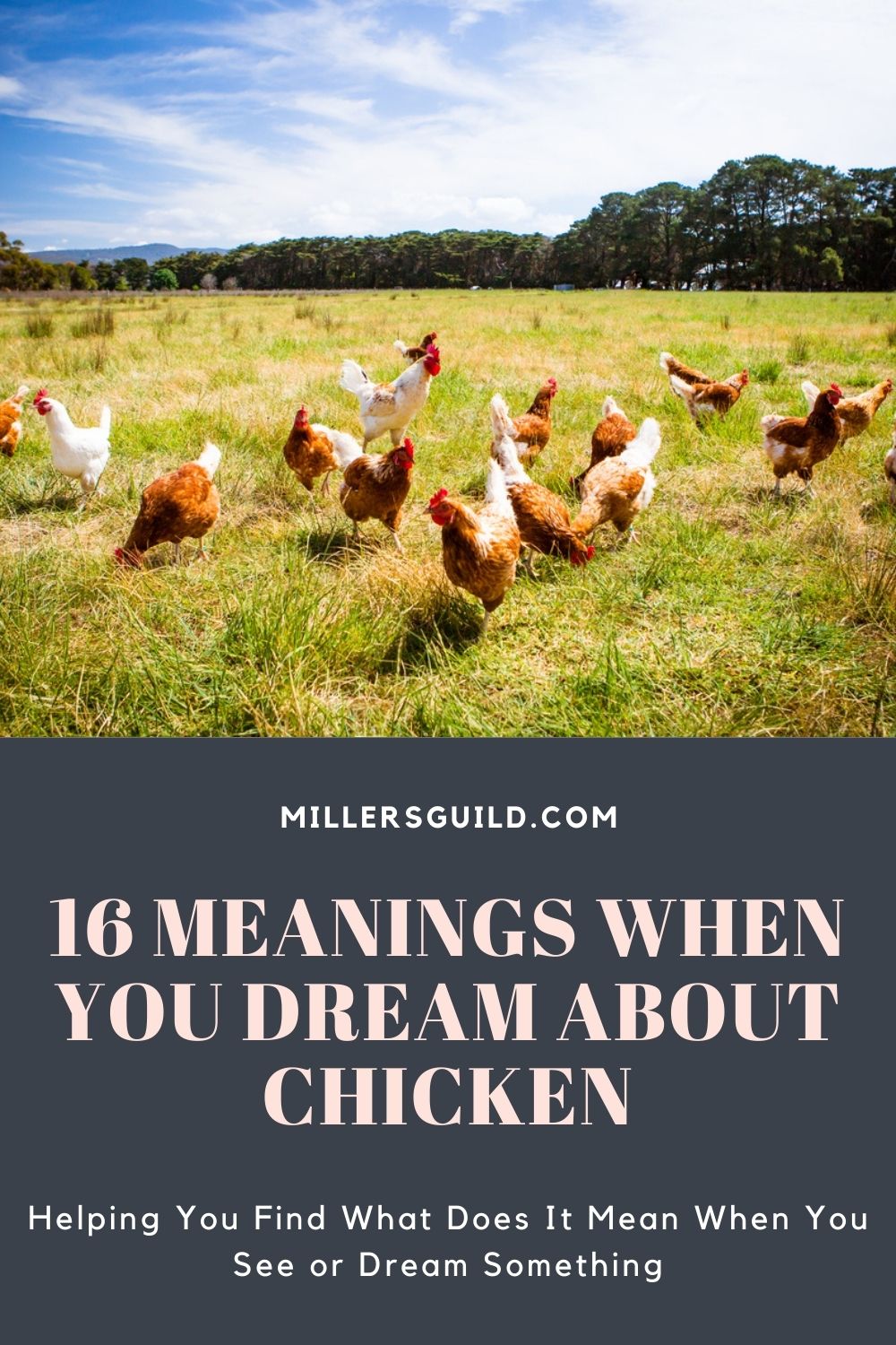 16 Meanings When You Dream About Chicken 1