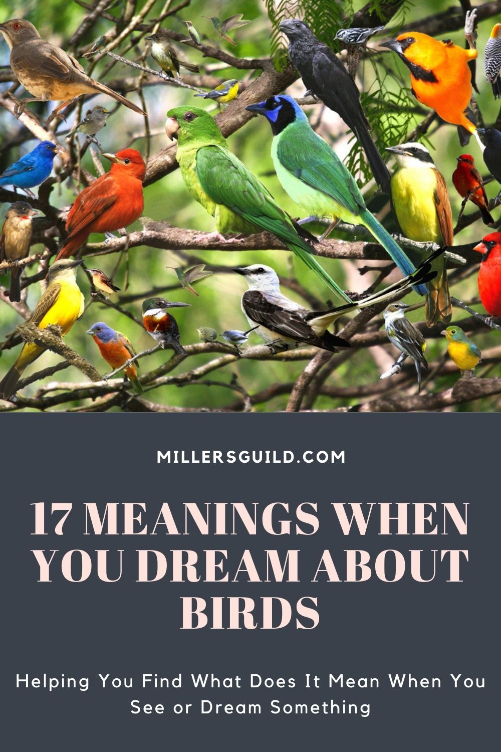 17 Meanings When You Dream About Birds