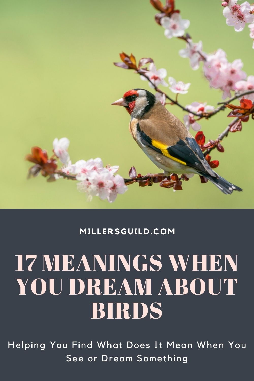 17 Meanings When You Dream About Birds 2