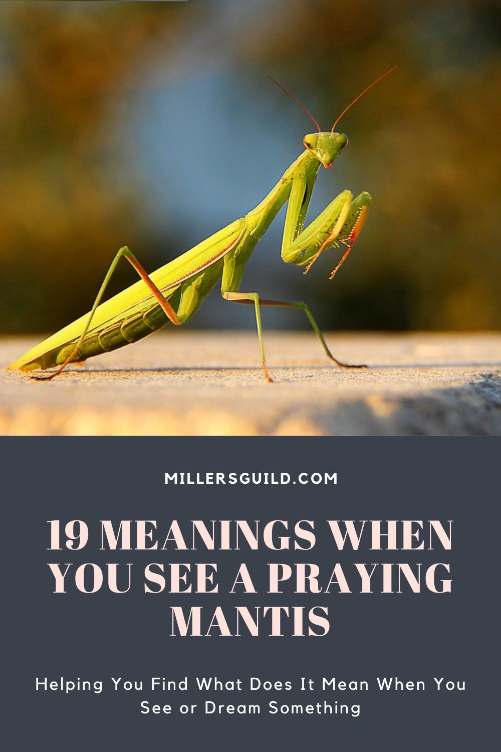 19 Meanings When You See a Praying Mantis 1