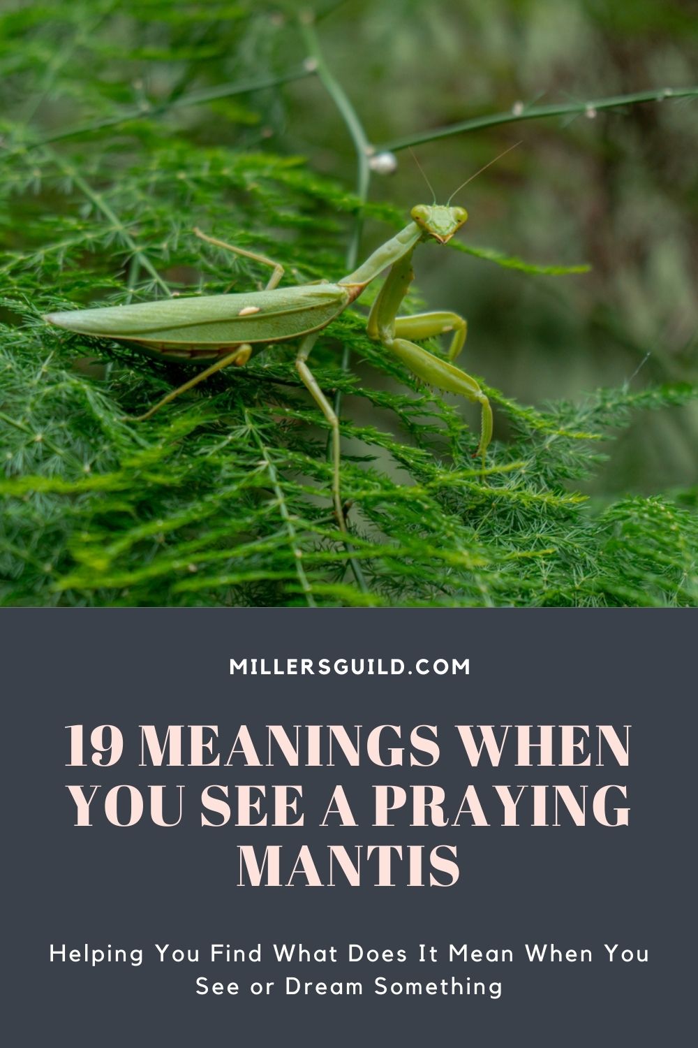19 Meanings When You See a Praying Mantis 2