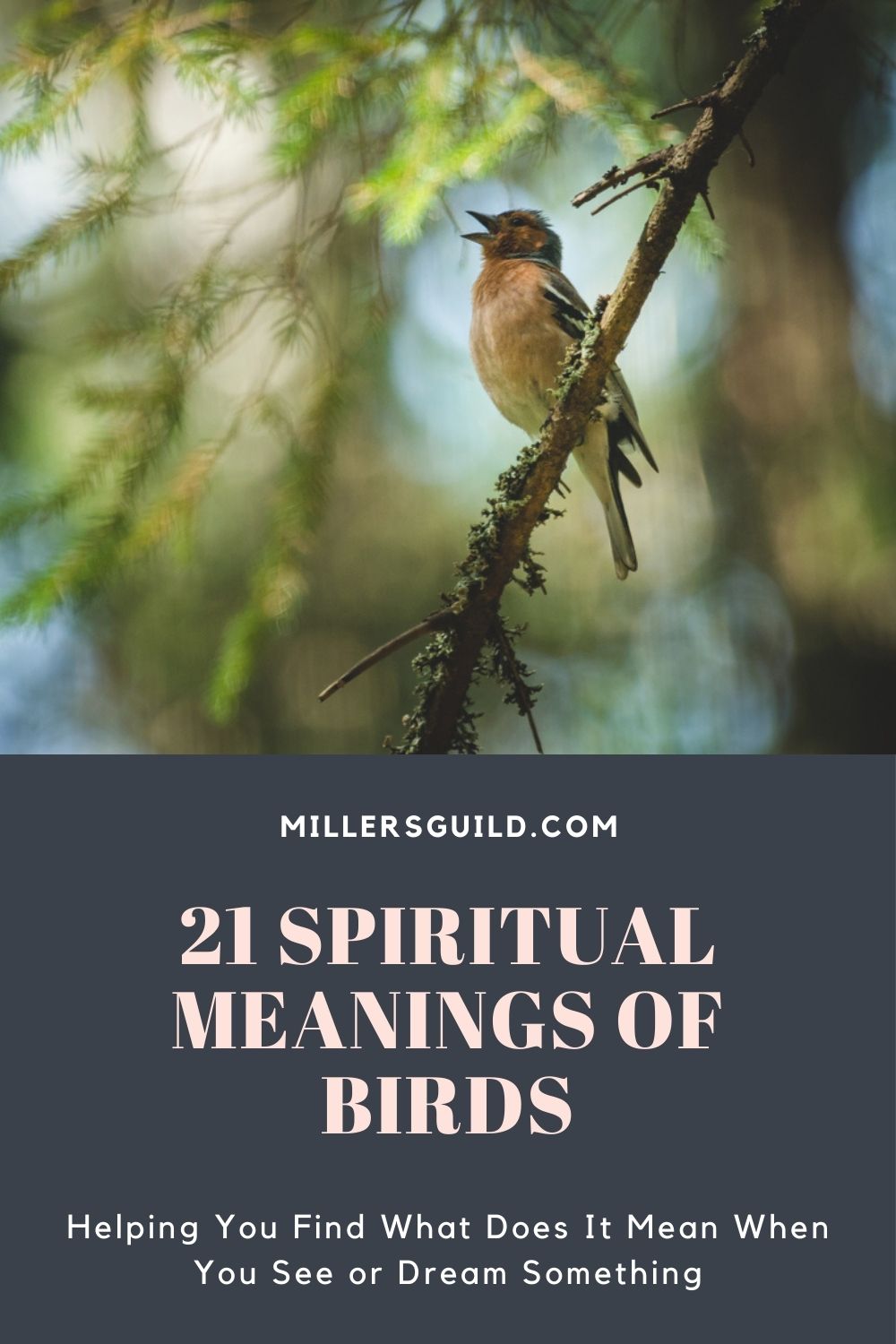 21 Spiritual Meanings of Birds 2
