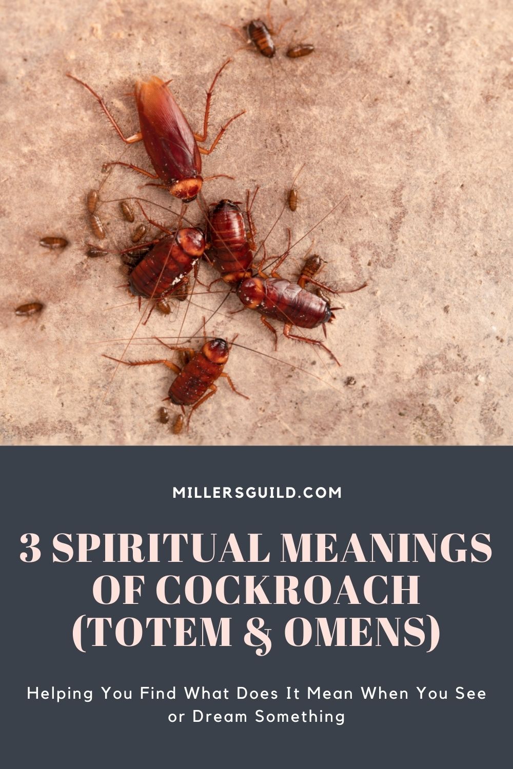 3 Spiritual Meanings of Cockroach (Totem & Omens) 1