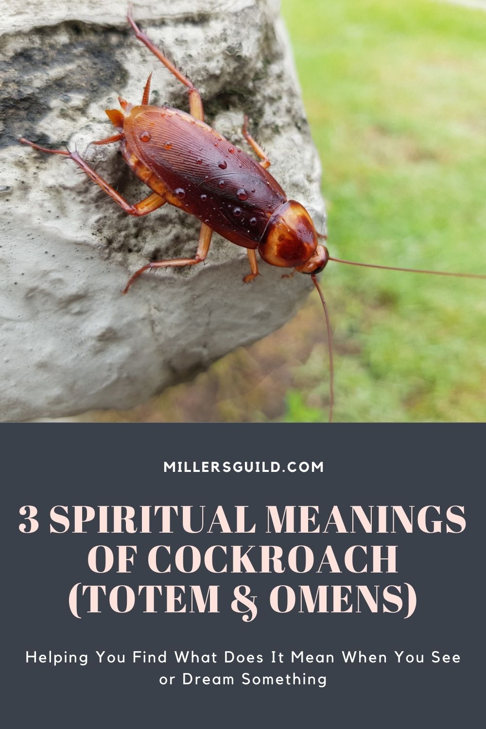 3 Spiritual Meanings of Cockroach (Totem & Omens) 2