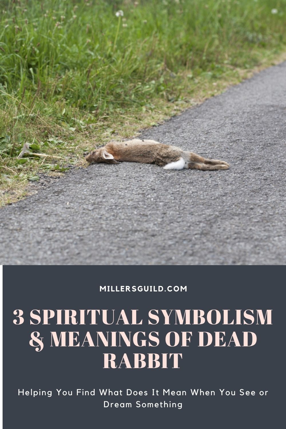 3 Spiritual Symbolism & Meanings of Dead Rabbit 1