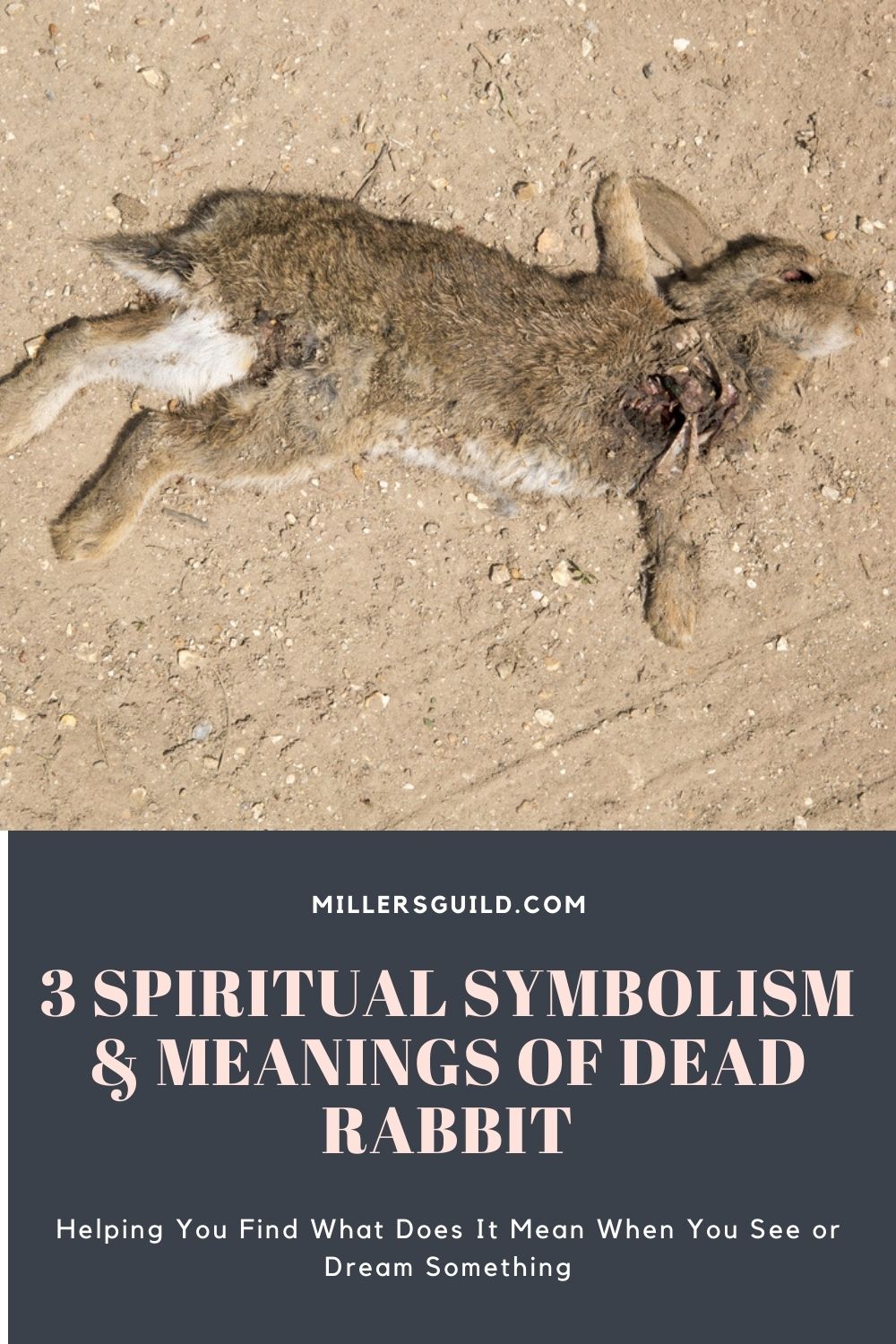3 Spiritual Symbolism & Meanings of Dead Rabbit 2
